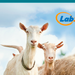 Más de 500 personas participaron en el webinar sobre viruela ovina