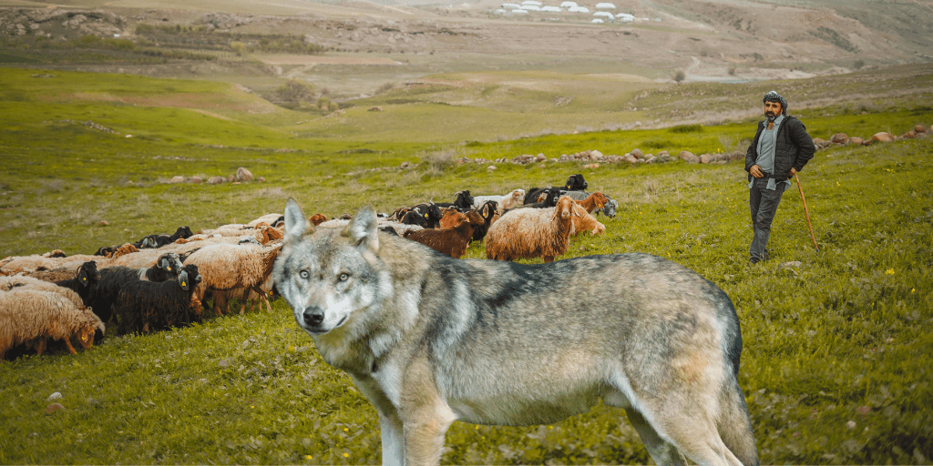 Plataforma por la gestión del lobo en el Moianès