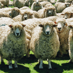 Se sacrifican 27.000 ovejas en Cuenca por la viruela