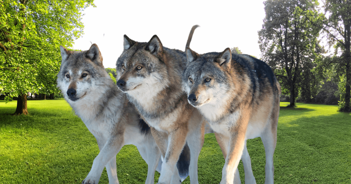 Castilla y León indemniza los ataques de los lobos