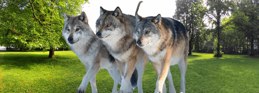 Castilla y León indemniza los ataques de los lobos