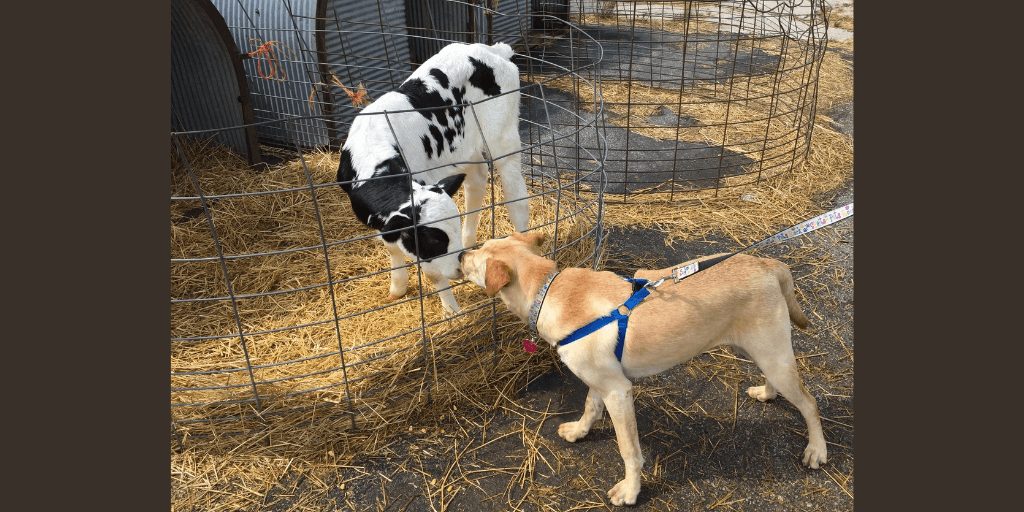 que se le puede dar a los perros para problemas respiratorios