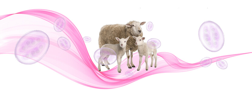 Abordaje natural de la coccidiosis en ovino