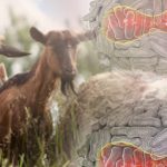 Viruela Ovina y Caprina – El resurgir de un viejo conocido