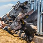 Estudian la suplementación con cromo en vacas lecheras lactantes