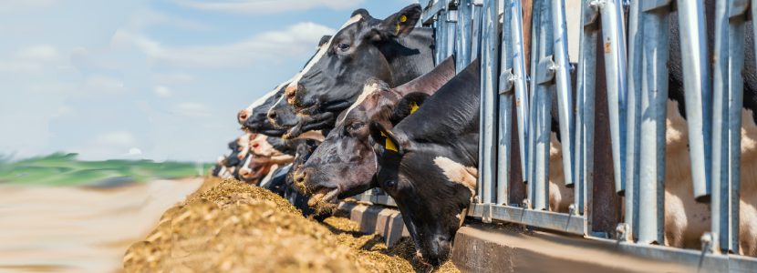 Estudian la suplementación con cromo en vacas lecheras lactantes