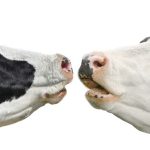 Caso de vacas locas en Países Bajos