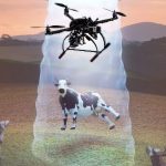 Drones para estimar las dimensiones corporales de las vacas