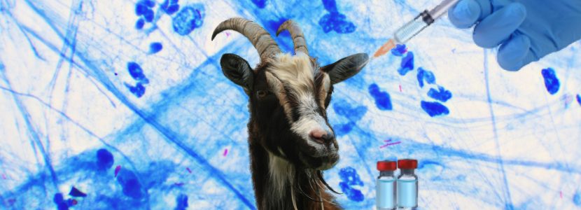 Estudio de eficacia de autovacunas inactivadas por calor en cabras