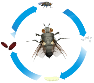 control de insectos