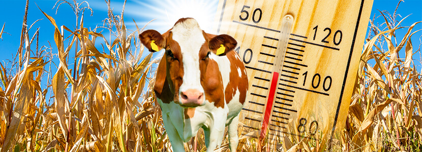 Los efectos del calor sobre la temperatura corporal de las vacas y su producción