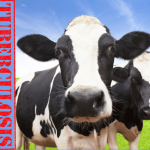 TUBERCULOSIS BOVINA