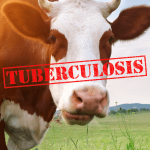 Vacas con tuberculosis en Riaño