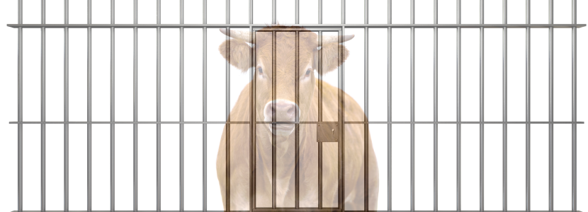 El Gobierno elimina las restricciones al movimiento de ganado bovino