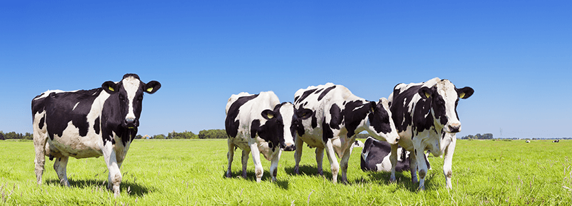 Mejora de la eficiencia alimentaria en la producción de leche – Una historia real