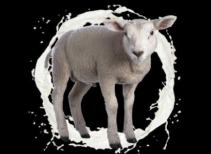 Cómo detectar la leche de cabra adulterada?