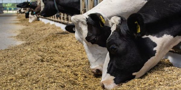 Zotal-Desinfectante-instalaciones-agrícolas-ganaderas-vacas-cabras