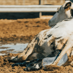 La retención placentaria en vacas