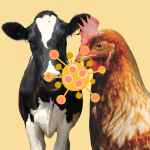 Gripe Aviar en Vacas Lecheras: EEUU Busca Desarrollar una Vacuna