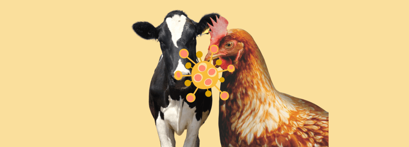 Gripe Aviar en Vacas Lecheras: EEUU Busca Desarrollar una Vacuna
