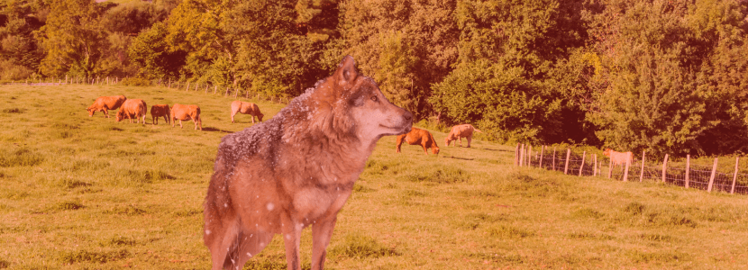 Avance en Debate del Lobo: Flexibilidad en Protección Ganadera