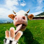 Estrategias nutricionales para mitigar el estrés por calor en vacas lecheras