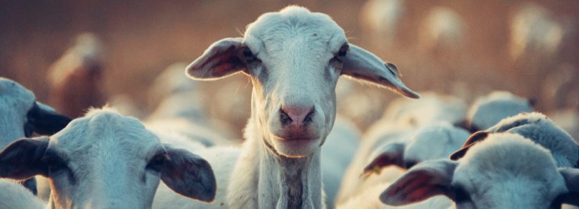 Efectos de la exposición al plomo en cabras de ganadería extensiva en zonas mineras