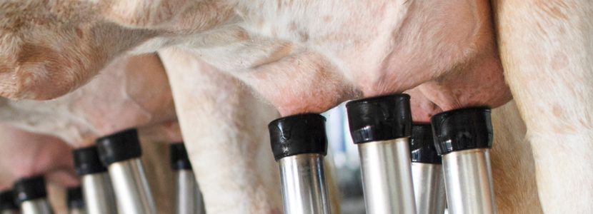 Impacto de la tolerancia al calor prenatal en vacas secas Holstein