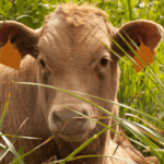 Los crotales electrónicos atentan contra el bienestar animal