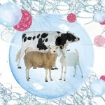 Estrategias integrales de bioseguridad para la prevención y control de la Fiebre Aftosa
