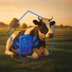 Efecto metabólico de los isoácidos en vacas secas para mejorar el periodo de transición