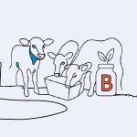 Vitaminas del grupo B, el ingrediente que falta para los rumiantes jóvenes