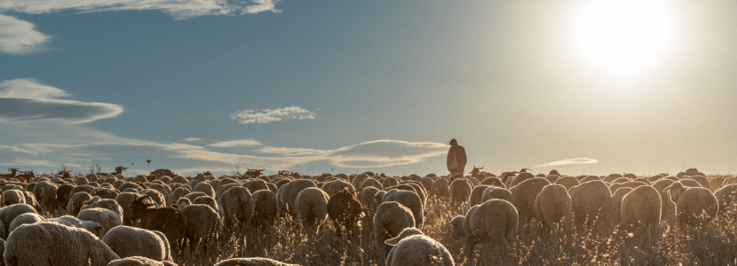 Ganado ovino en España y los desafíos sanitarios