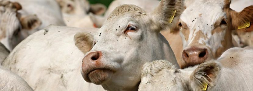 Control estratégico en explotaciones de rumiantes: S-Metopreno y la nueva gama Larvigen®