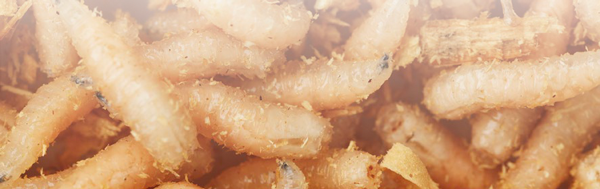 larvas
