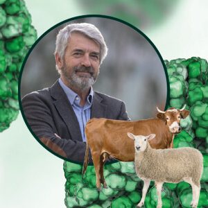 Frente a la lengua azul, la vacunación es prácticamente la única medida realmente eficaz