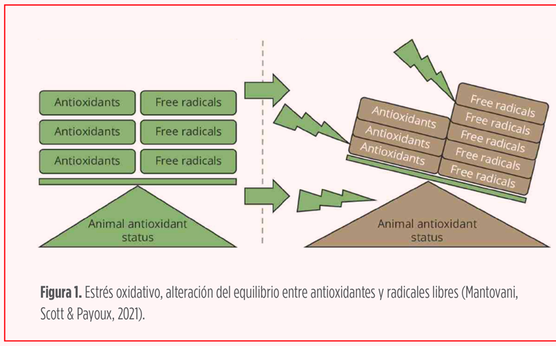 estres oxidativo