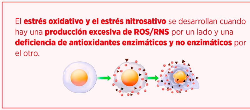 estrés oxidativo