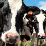 El manejo postdestete: clave para optimizar el consumo de materia seca en novillas lecheras