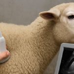 Exploración del aparato respiratorio mediante ecografía en ovinos