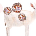 Pequeños rumiantes y leishmaniosis: ¿un potencial reservorio ignorado?