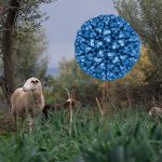 Avance inquietante de la Lengua Azul en España impulsa medidas urgentes de vacunación y emergencia sanitaria