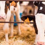 Microbioma y diarrea neonatal en terneras lecheras