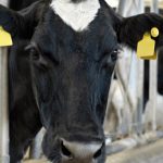 Hipocalcemia: ¿Aún es necesario hablar de ello?