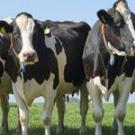 GEA y BIOPRANA posponen su jornada técnica sobre Batch Milking y descarbonización