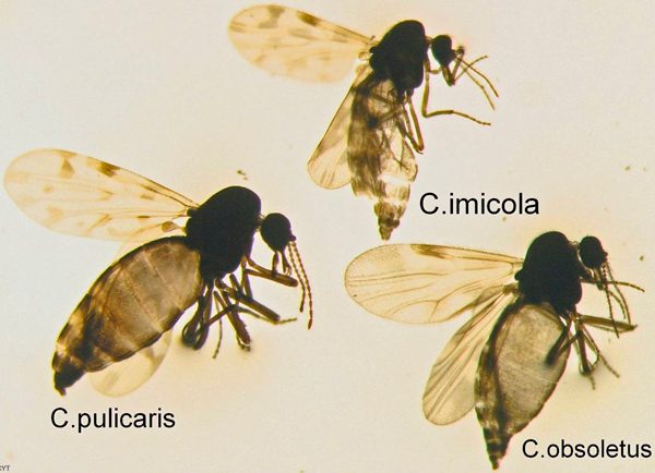 culicoides
