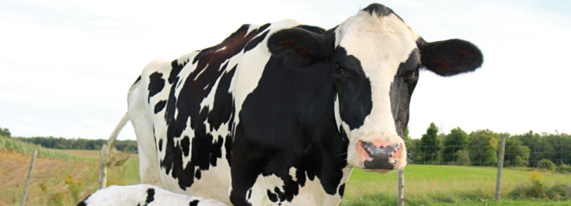 Nuevas estrategias para incrementar la tasa de concepción en vacas de leche