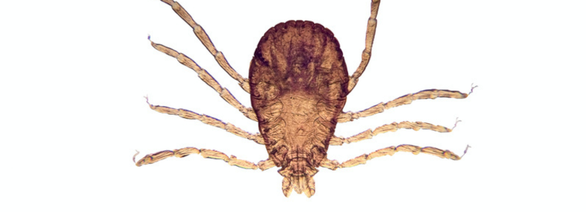 Innovación en el control de la Fiebre Aftosa