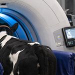 Tomografía computarizada en estación en rumiantes: una técnica viable con utilidad clínica