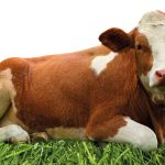 Hacia una visión equilibrada de la ganadería: promoción de los beneficios de los sistemas de pastizales para la producción cárnica